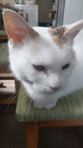 7年前に荒川で保護したコンちゃん