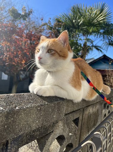 お気に入りの塀の上で日向ぼっこするペタ郎