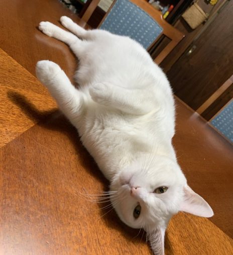 竹内佐千子さんの餅ちゃん