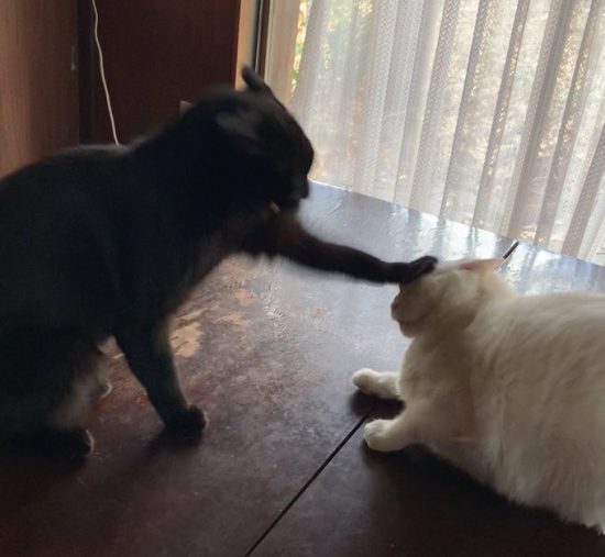 海苔ちゃんと餅ちゃん