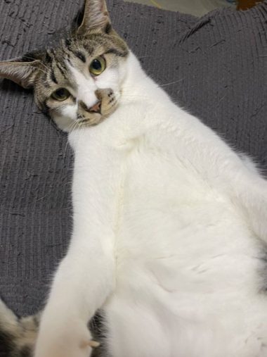 保護猫でんすけ