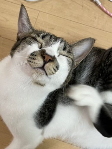 保護猫でんすけ