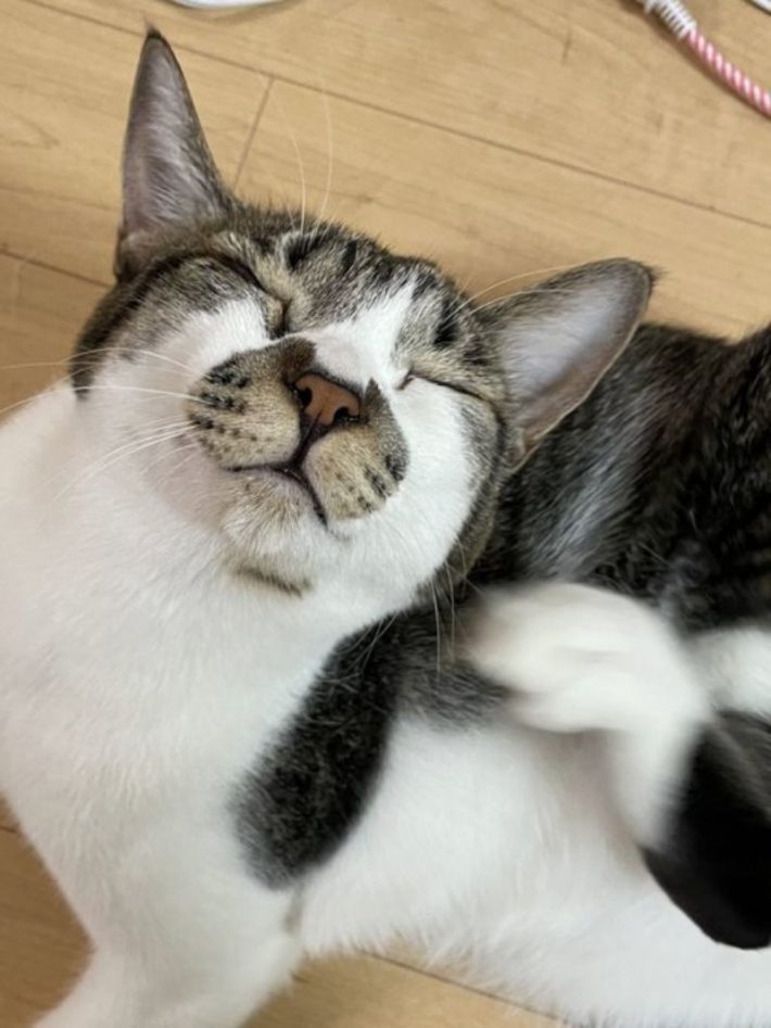 保護猫でんすけ