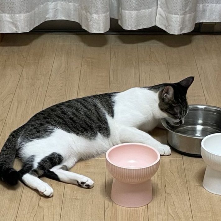 保護猫でんすけ