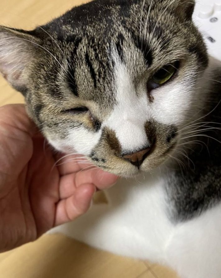 保護猫でんすけ