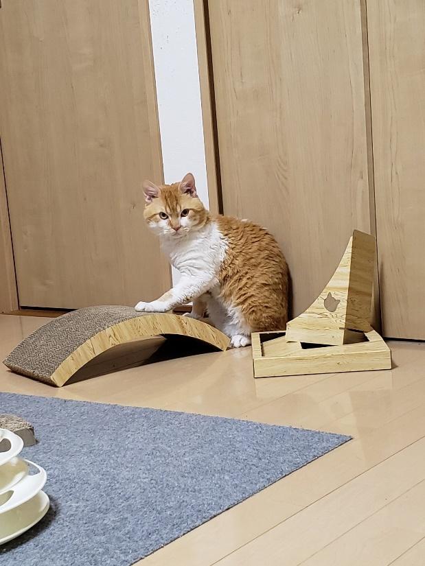 爪とぎを破壊した時のドヤ顔