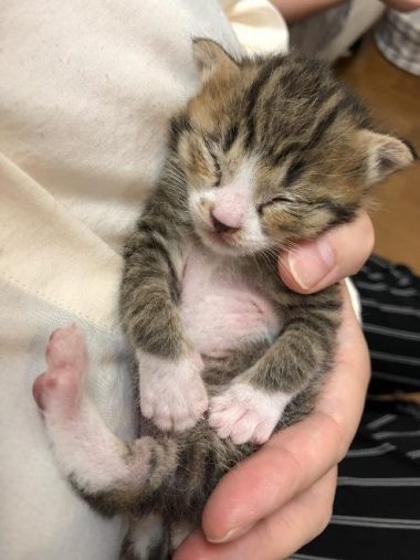 指や脱脂綿、ティッシュより、少し濡らしたキッチンペーパーがよかった