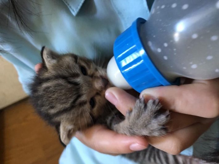 ミルクを飲む姿がかわいい