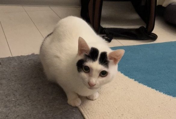 シャリのものまね中