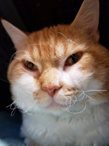 おヒゲが鼻やお口に入っていることもしばしば