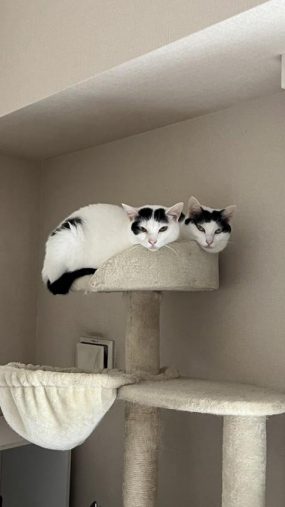 ケルベロスごっこ中