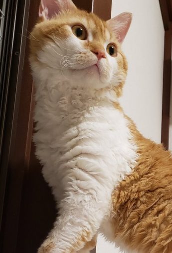 凛々しいたたずまい