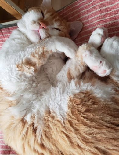 毛布と間違えるほどのもふもふ