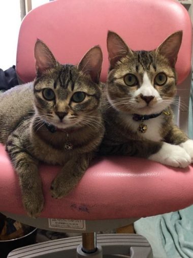 愛猫のこんぶちゃん(姉・左)と、もずくくん