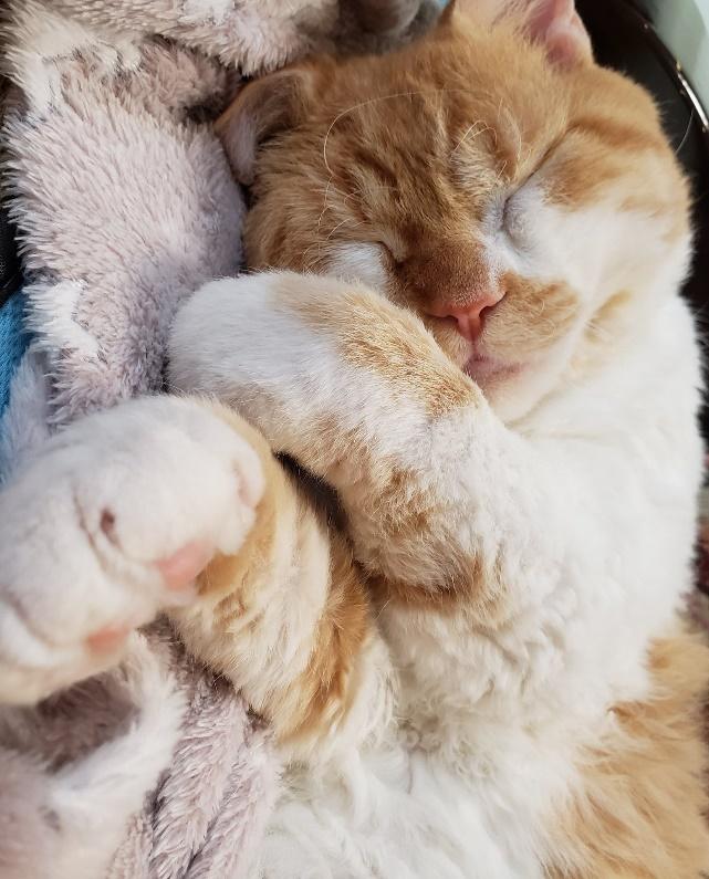 その後、ふくふくとした姿に