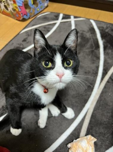 可愛く見上げるぴのちゃん