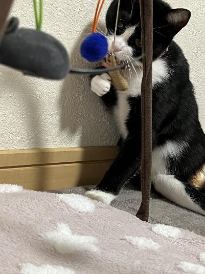 元気に遊ぶぴのちゃん