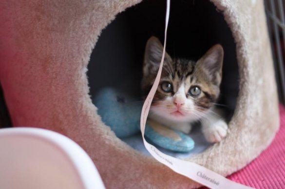 新たにお迎えしたキジネコくん