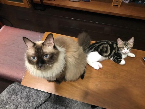 仲良しなふたり