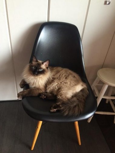 風格のあるボスくん