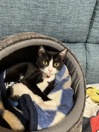 もふもふの毛布の上でごろん