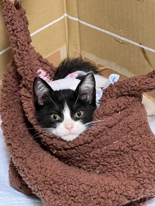 瀕死状態から復活したぴのちゃん