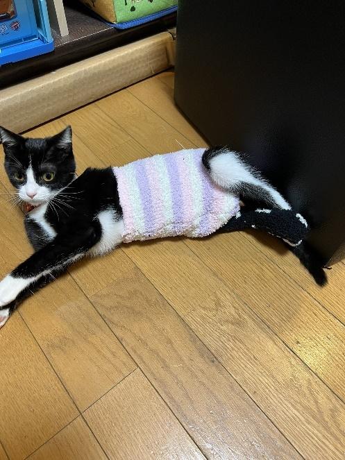 床に寝そべるぴのちゃん