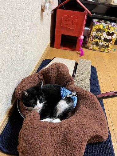 お尻の傷は6週間後に完治