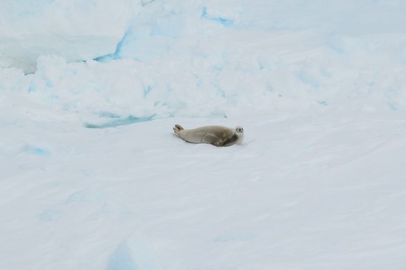 野生のペンギンやアザラシ、オーロラに感動