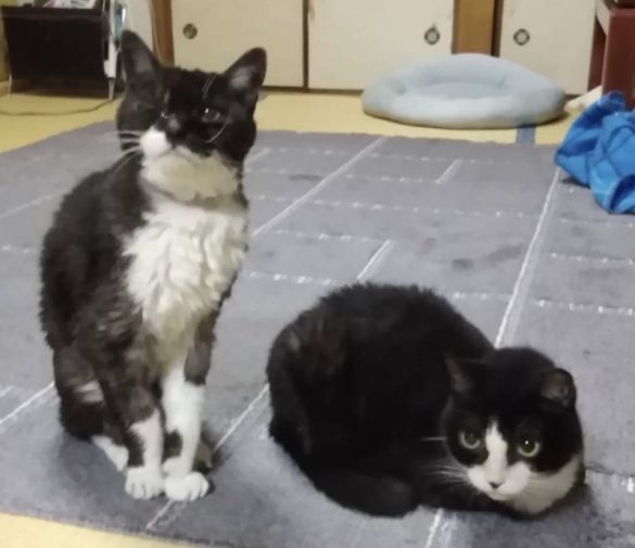 ハチワレのメイ(左)、チビ(右)