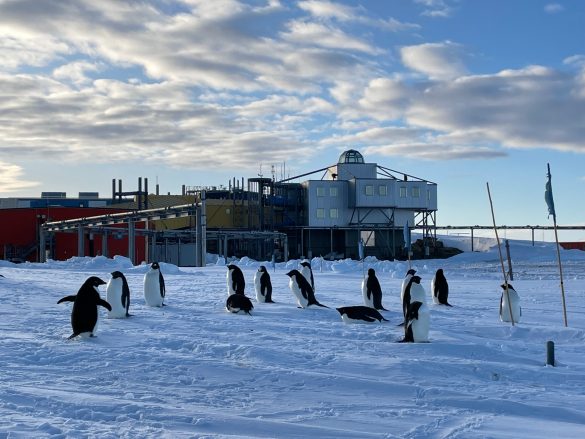 昭和基地に遊びにきたペンギン