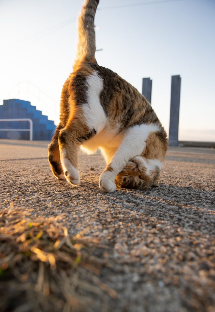 沖 昌之「日常にゃ飯事」より