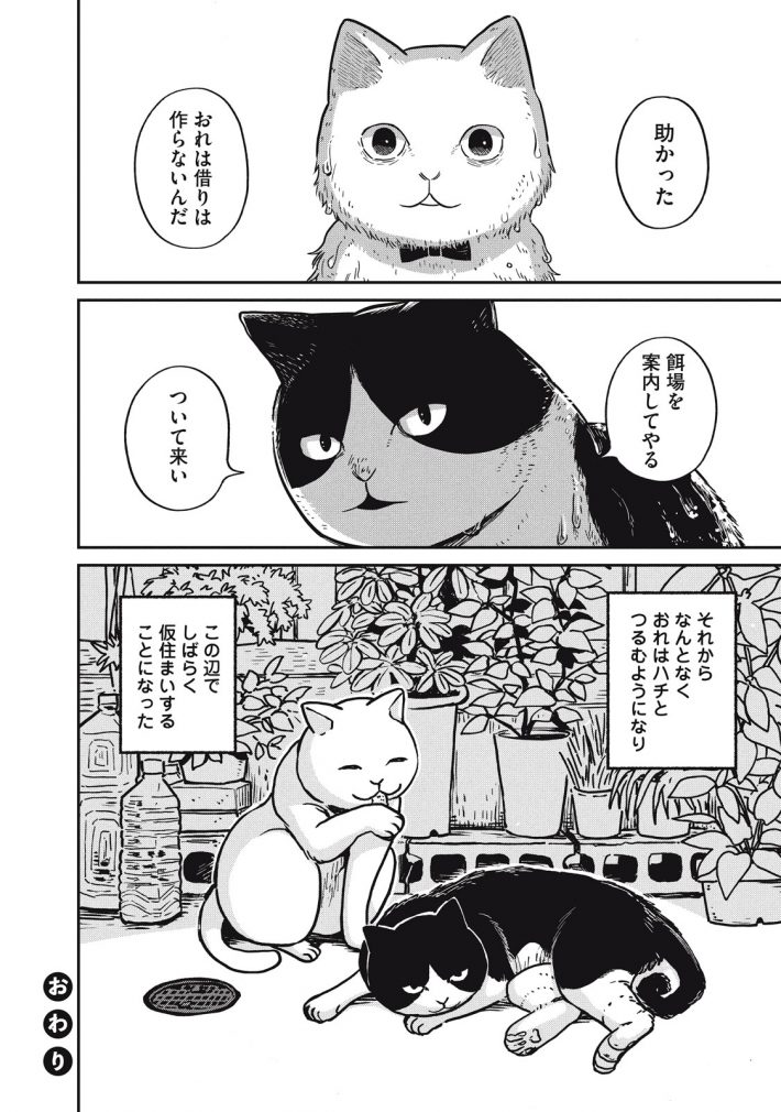 『ツレ猫 マルルとハチ』29