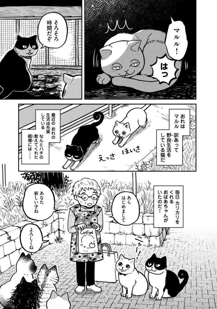 『ツレ猫 マルルとハチ』34