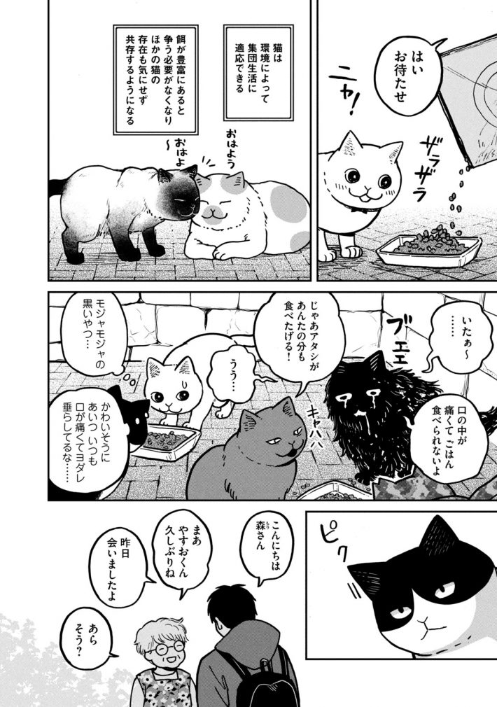 『ツレ猫 マルルとハチ』35