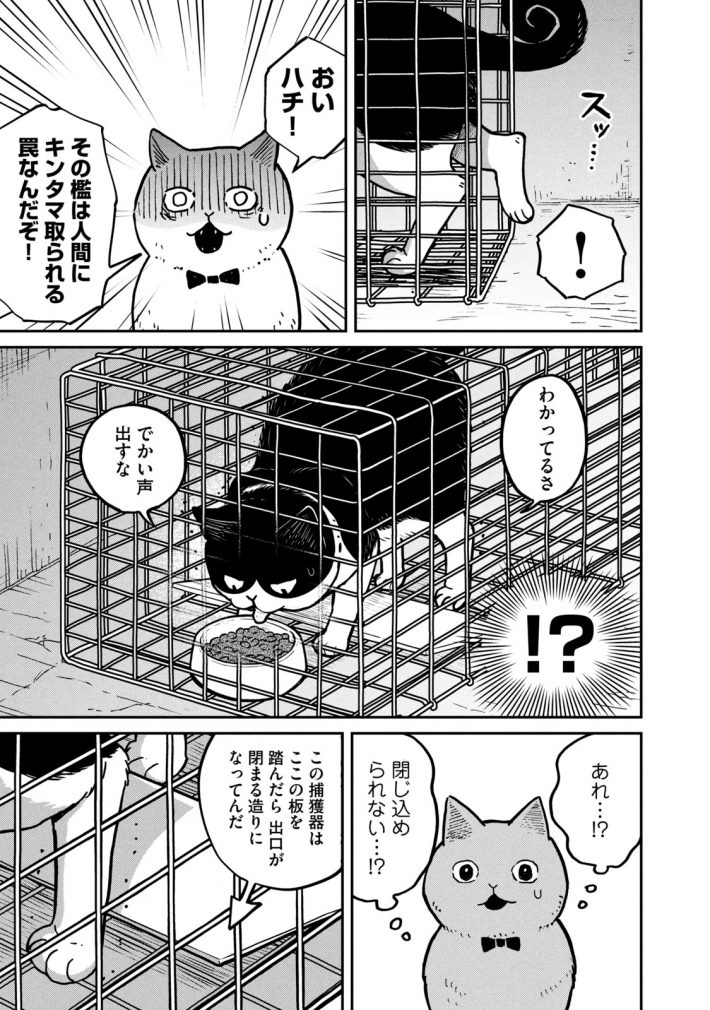 『ツレ猫 マルルとハチ』42