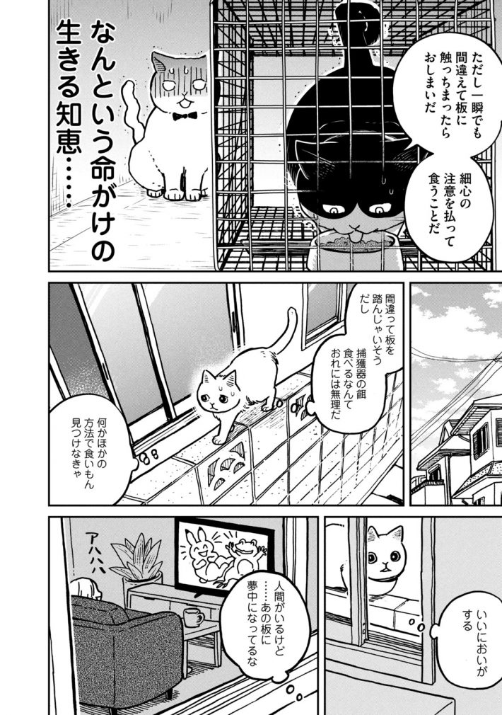 『ツレ猫 マルルとハチ』43