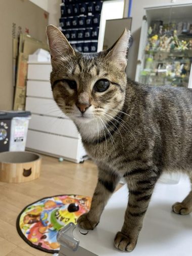 キジトラのあんずちゃん