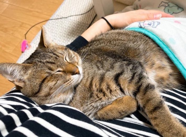 膝の上でスヤスヤ