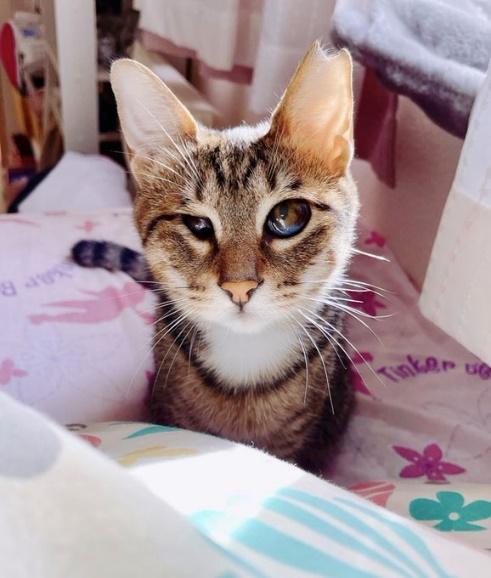 人語もマスターしているあんずちゃん