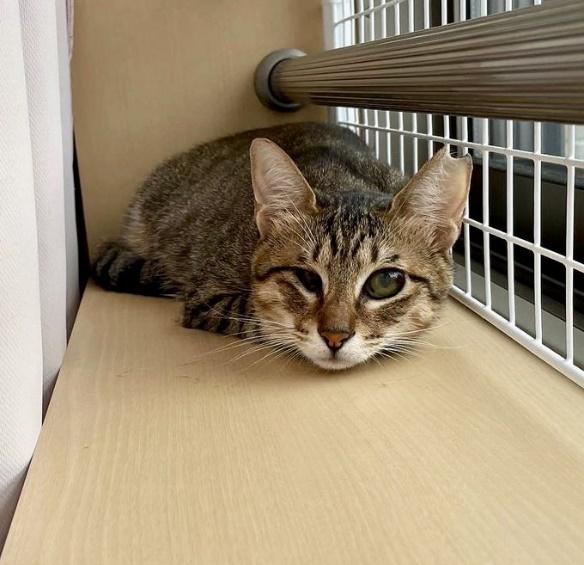 怖い時はカーテンの後ろに