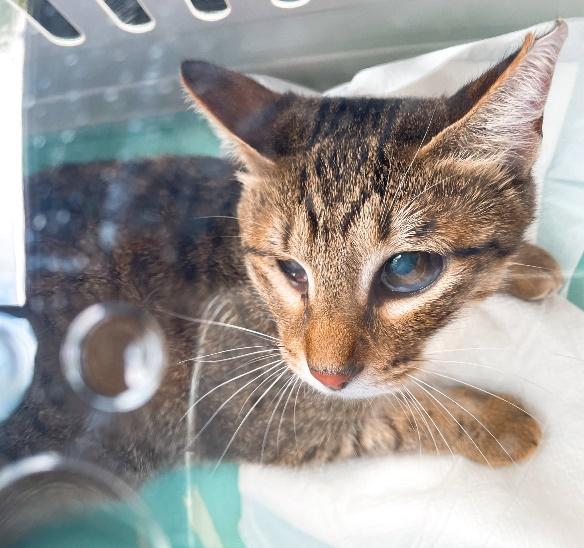 食欲が落ちてしまった頃