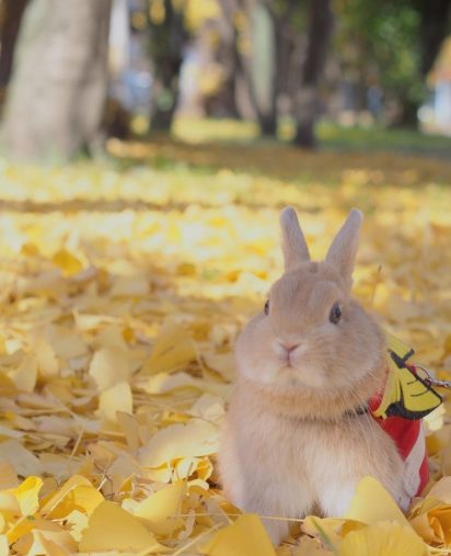 秋を満喫するジミーちゃん