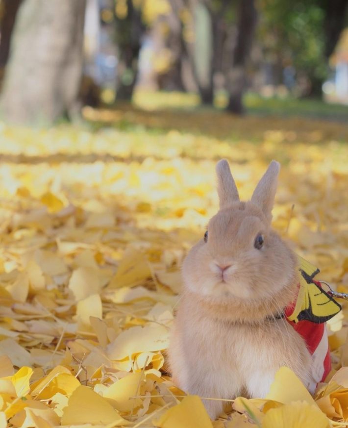 秋を満喫するジミーちゃん