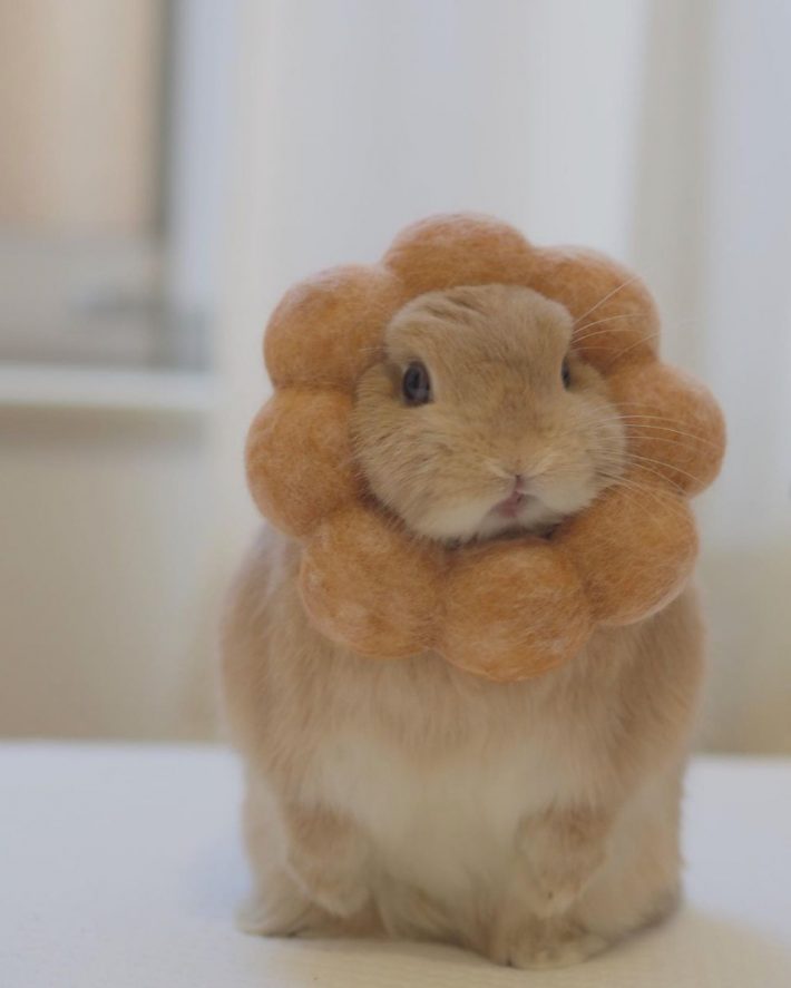 ポン・デ・リングならぬポン・デ・ジミ姿