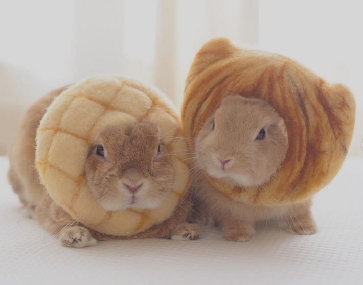 メロンパンとクロワッサンに変身