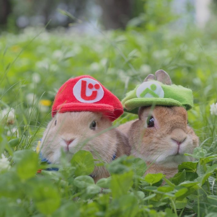 赤と緑のカラー帽子でおなじみの某人気キャラクター