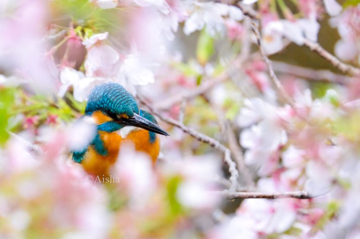 桜の花に包まれたメルヘンチックなカワセミ