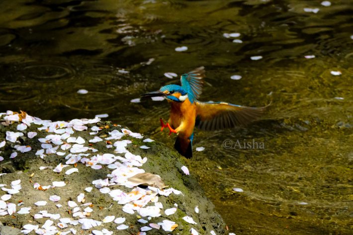 花びらが付いた岩に飛んでくるところを撮影、これも「桜とカワセミ」