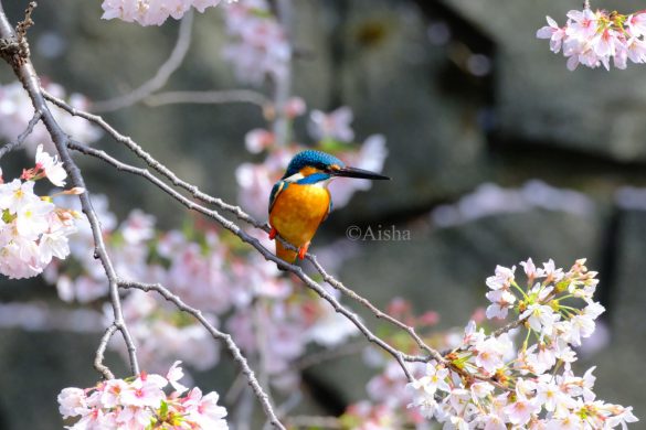 カワセミの背景に奥の桜の枝も入るよう、立ち位置を考えて撮りました